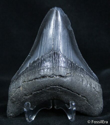 Inch Georgia Megalodon Tooth - Serrations! #2689